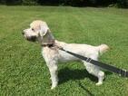 Small Photo #19 Soft Coated Wheaten Terrier Puppy For Sale in THOMASVILLE, NC, USA