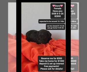 Havapoo Puppy for sale in TUCSON, AZ, USA