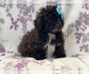 Havashu-Poodle (Toy) Mix Puppy for sale in LAKELAND, FL, USA