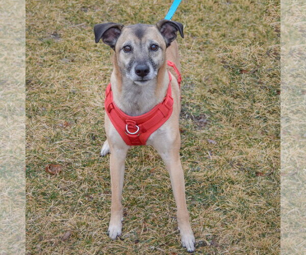 Medium Photo #3 German Shepherd Dog-Unknown Mix Puppy For Sale in Huntley, IL, USA