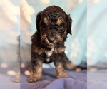 Theodore - Male Bernedoodle (Miniature) Puppy for Sale - Photo #13