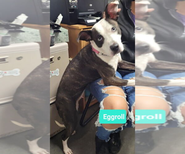 Medium Photo #7 American Pit Bull Terrier-American Staffordshire Terrier Mix Puppy For Sale in Richmond, IN, USA