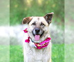 Small German Shepherd Dog Mix