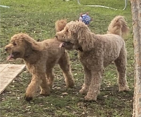 Medium Photo #9 Goldendoodle Puppy For Sale in SACRAMENTO, CA, USA