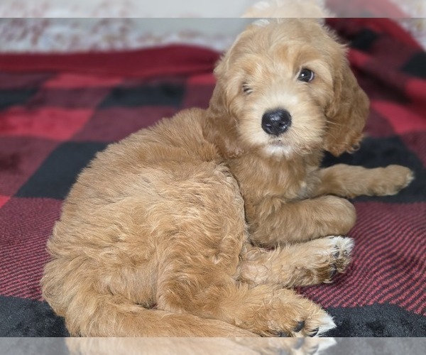 Medium Photo #19 Goldendoodle Puppy For Sale in DUBLIN, TX, USA