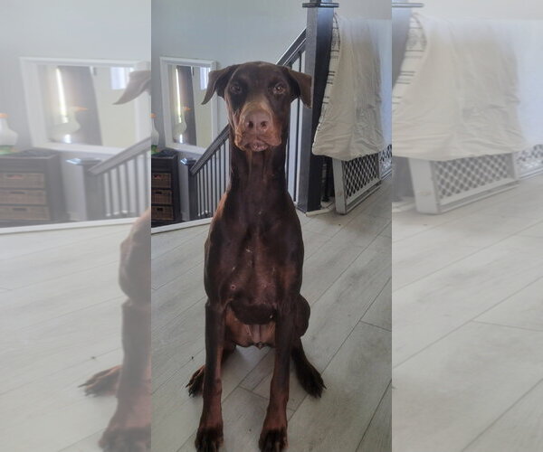 Medium Photo #5 Doberman Pinscher Puppy For Sale in Buffalo, MN, USA