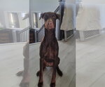 Small #4 Doberman Pinscher