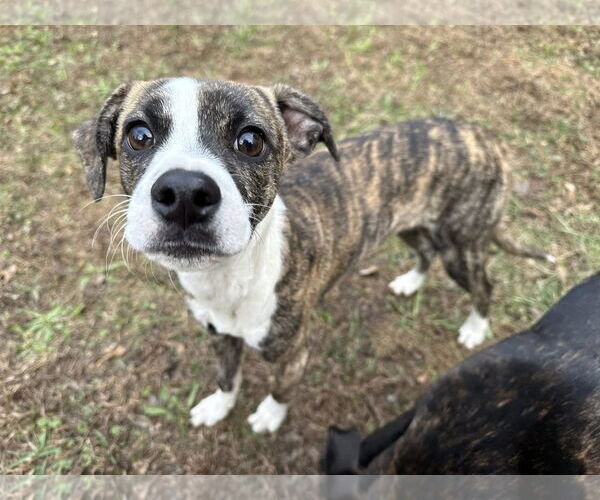 Medium Photo #3 Mutt Puppy For Sale in Greenville, SC, USA
