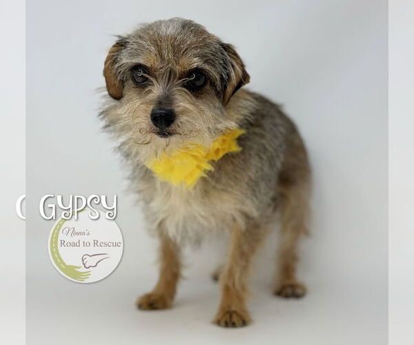 Medium Photo #3 Jack Russell Terrier-Unknown Mix Puppy For Sale in Benton, LA, USA