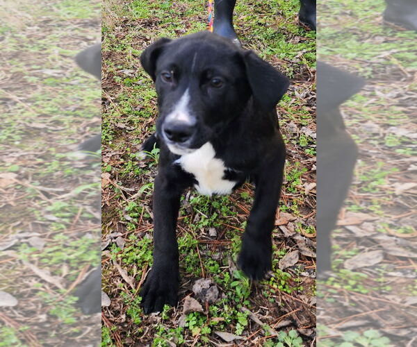 Medium Photo #3 Labrador Retriever-Unknown Mix Puppy For Sale in Wetumpka, AL, USA