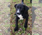 Small #2 Labrador Retriever Mix
