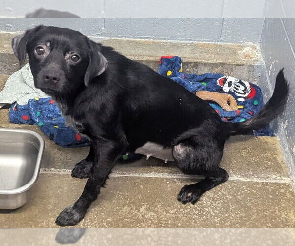 Medium Photo #2 Mutt Puppy For Sale in Evansville, IN, USA