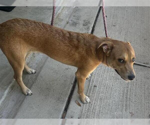 Medium Photo #1 Labrador Retriever-Unknown Mix Puppy For Sale in Houston, TX, USA