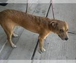 Small Labrador Retriever Mix