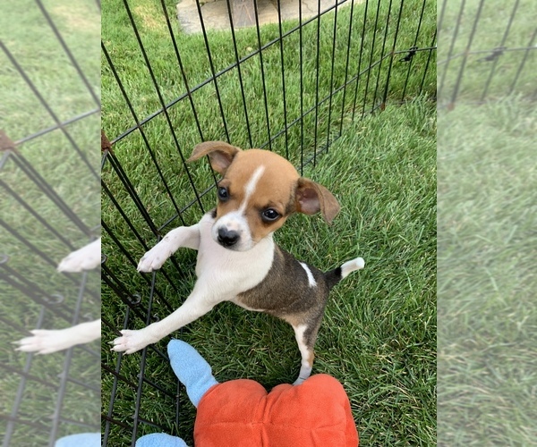 Medium Photo #1 Chihuahua Puppy For Sale in RICHMOND, MI, USA