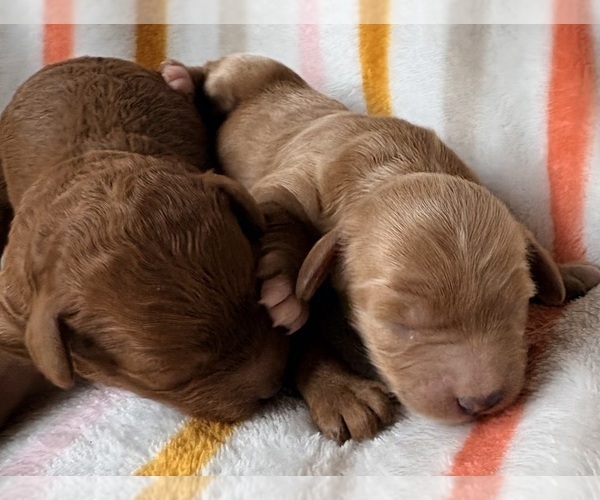 Medium Photo #1 Cavapoo (Miniature) Puppy For Sale in WAUSEON, OH, USA