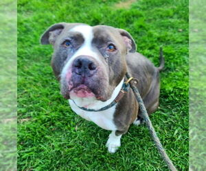 American Pit Bull Terrier Dogs for adoption in Long Beach, CA, USA