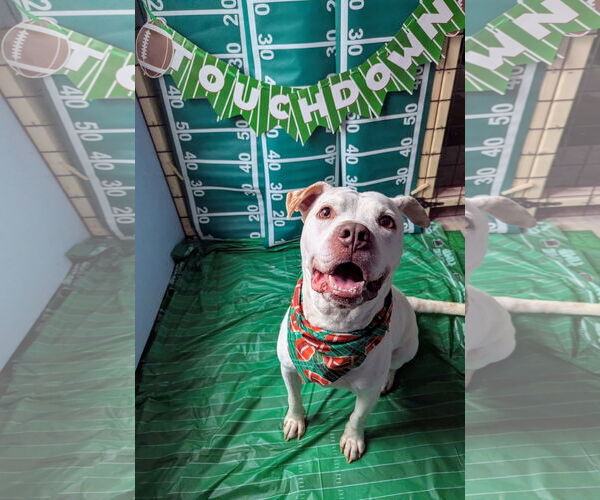 Medium Photo #3 American Bulldog-Unknown Mix Puppy For Sale in Calhoun, GA, USA