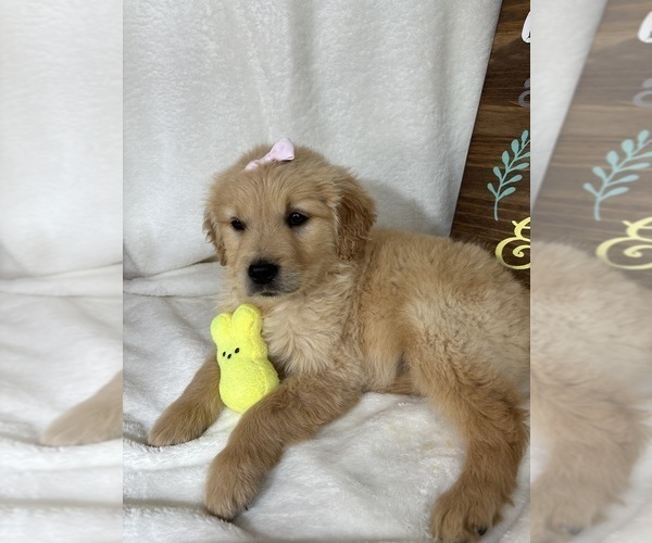 Medium Photo #2 Golden Retriever Puppy For Sale in GREENFIELD, IN, USA