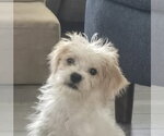 Small Maltese