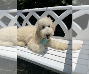 Goldendoodle Puppy for Sale in GAFFNEY, South Carolina USA