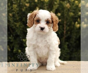 Cavapoo Puppy for sale in BIRD IN HAND, PA, USA