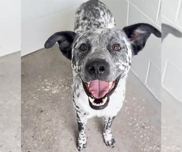 Medium Photo #2 Dalmatian-Unknown Mix Puppy For Sale in Houston, TX, USA