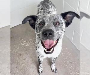 MARSHALL - Male Dalmatian-Unknown Mix Dog for Adoption - Photo #2