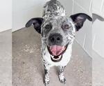 Small Photo #2 Dalmatian-Unknown Mix Puppy For Sale in Houston, TX, USA