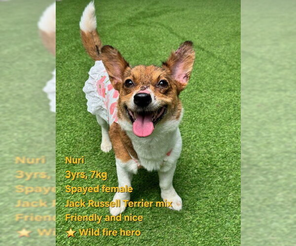 Medium Photo #1 Jack Russell Terrier-Unknown Mix Puppy For Sale in Agoura Hills, CA, USA