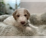 Small #23 Goldendoodle-Poodle (Standard) Mix