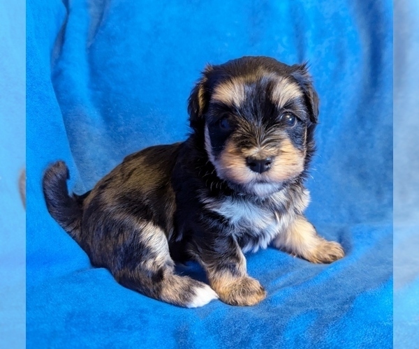 Medium Photo #1 Havanese Puppy For Sale in POST FALLS, ID, USA