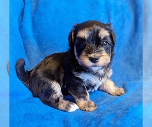 Havanese Puppy for sale in POST FALLS, ID, USA