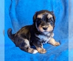 Small Havanese