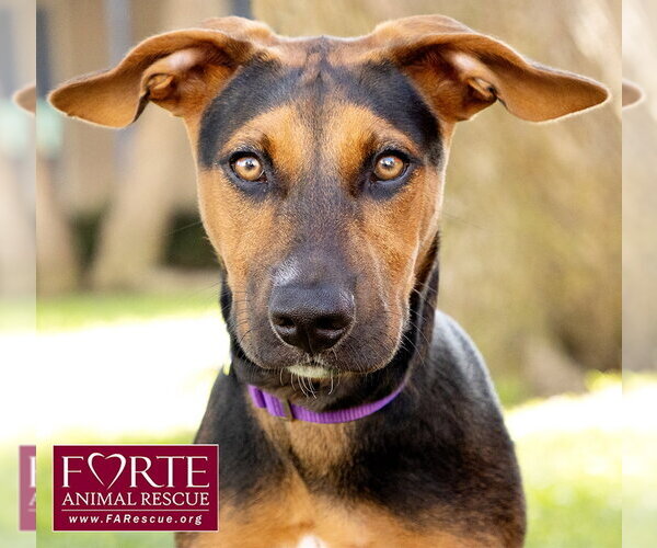 Medium Photo #2 Doberman Pinscher-German Pinscher Mix Puppy For Sale in Marina del Rey, CA, USA