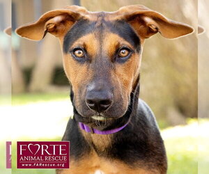 Bolda - Female Doberman Pinscher-German Pinscher Mix Dog for Adoption - Photo #2