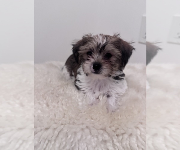 Medium Photo #1 Shorkie Tzu Puppy For Sale in WASHINGTON, DC, USA