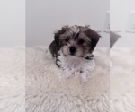 Small Shorkie Tzu