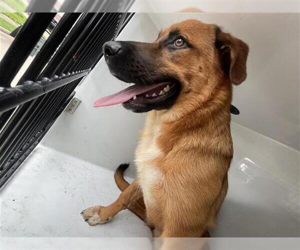 Medium Photo #1 Labrador Retriever-Unknown Mix Puppy For Sale in Houston, TX, USA