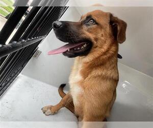 Labrador Retriever-Unknown Mix Dogs for adoption in Houston, TX, USA