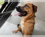 Small Labrador Retriever Mix