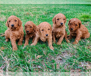 Goldendoodle Puppy for sale in OKLAHOMA CITY, OK, USA