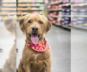 Golden Retriever-Unknown Mix Dogs for adoption in Sandy, UT, USA