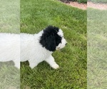 Small #3 Bernedoodle