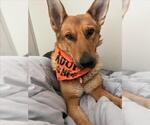 *ESSEK - Male German Shepherd Dog-Unknown Mix Dog for Adoption - Small photo