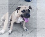Small #5 Boxer-Rhodesian Ridgeback Mix
