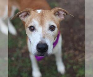 American Staffordshire Terrier-Unknown Mix Dogs for adoption in San Antonio, TX, USA