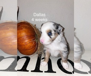 Miniature Australian Shepherd Puppy for sale in PROSPER, TX, USA