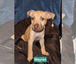 Small Photo #6 Labrador Retriever-Unknown Mix Puppy For Sale in Brooksville, FL, USA