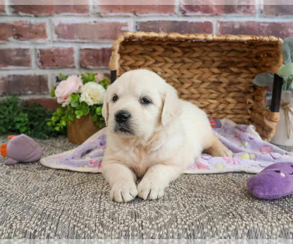 Medium Photo #1 Golden Retriever Puppy For Sale in SYRACUSE, IN, USA